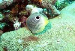 Butterflyfish seen August 2006 at Grand Cayman. Photo tak... by Bonnie Conley 